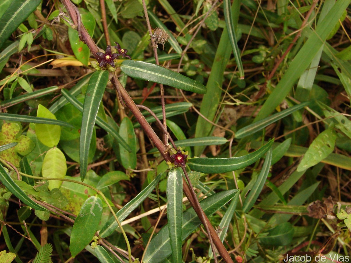 Hemidesmus indicus (L.) R.Br.